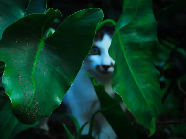 Photo of Close-up large image of green dark leaves with a cat coming through the woods