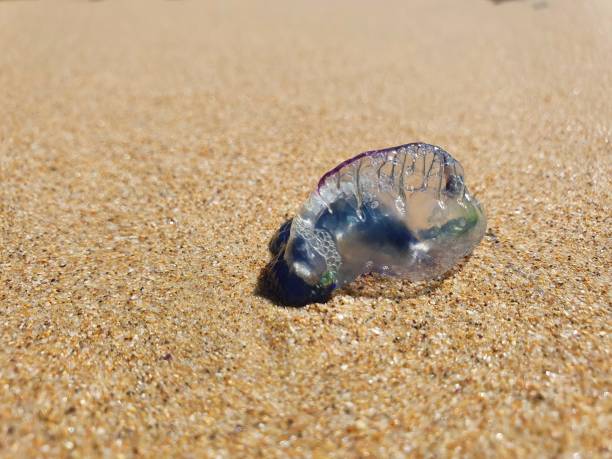 istock Portuguese Man O'War 1308325951