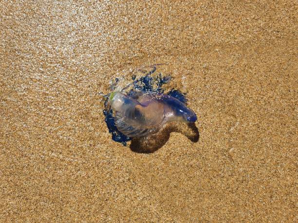 istock Portuguese Man O'War 1308325961