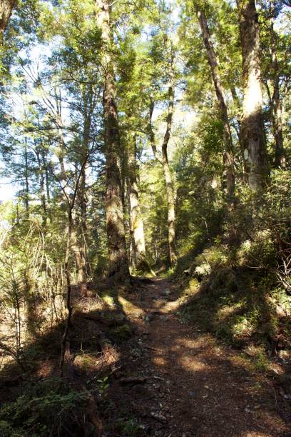 sendero a través del bosque - kahurangi fotografías e imágenes de stock