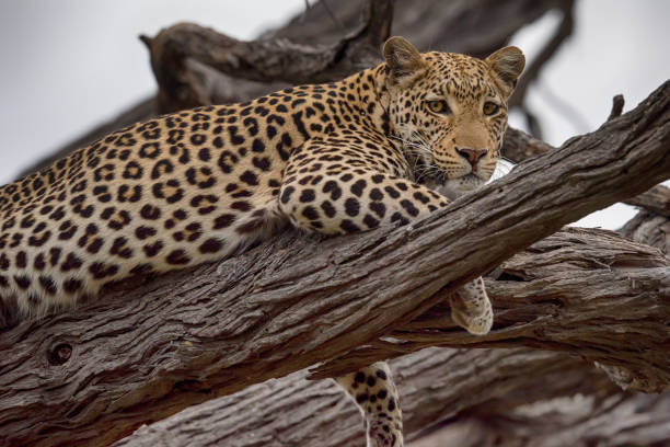 A young African leopard (Panthera pardus pardus) high up in a tree. wildlife. Moremi wildlife reserve, Okavango Delta, Botswana.
