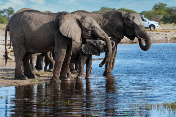 istock Drinking herd of African elephants, Botswana 1308327957