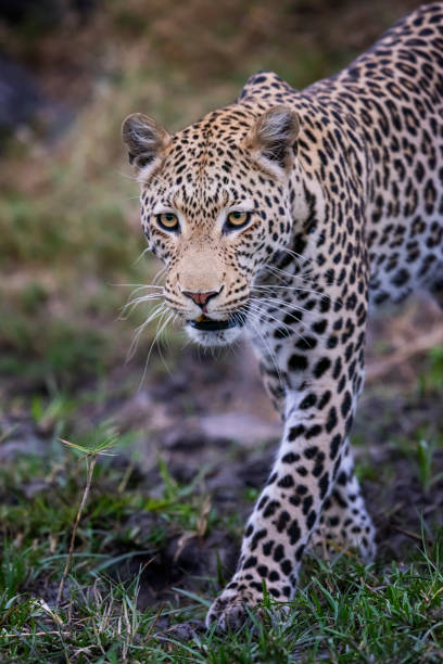 istock Leopard in wildlife, Okavango Delta, Botswana, Africa 1308327994