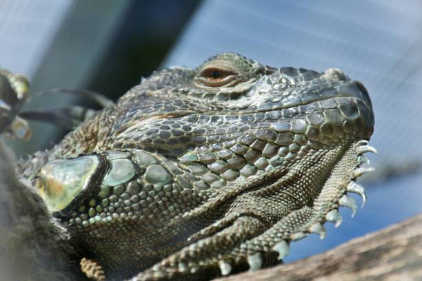 istock Close-Up of Iguana Lizard 1308328104
