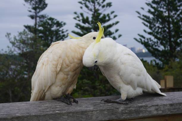 istock Dirty Cockatoo preening a Clean One 1308329938
