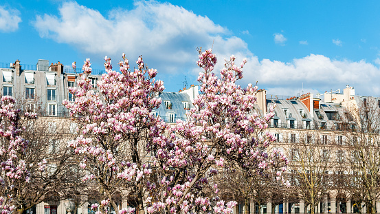 A white magnolia in full bloom. warm sunshine - mokryeon, kobushi magnolia, Magnolia kobus