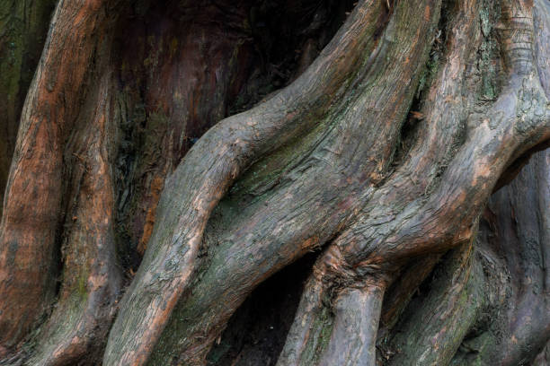 istock Nature abstract from tree bark the wood is twisted into abstract shapes 1308330172