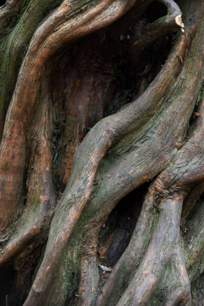 istock Nature abstract from tree bark the wood is twisted into abstract shapes 1308330217