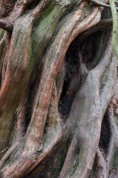 istock Nature abstract from tree bark the wood is twisted into abstract shapes 1308330218