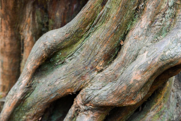 istock Nature abstract from tree bark the wood is twisted into abstract shapes 1308330240