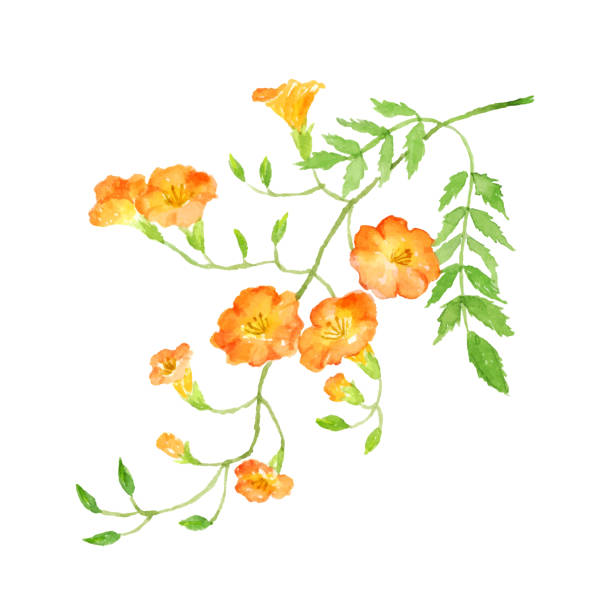 8月 花 イラスト素材 Istock 8月 花 イラスト素材 Istock