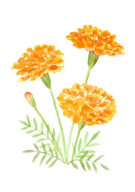 Watercolor illustration of Marigold. Watercolor illustration of Marigold. pot marigold stock illustrations