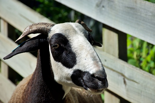 A close-up of a headshot of a Damara Heritage Breed of Sheep.
