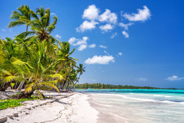 istock Sunny tropical beach in dominican republic 1308330985