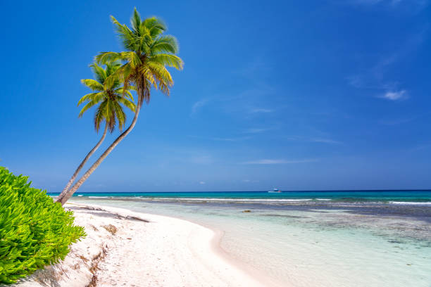 istock Sunny tropical beach in dominican republic 1308330988