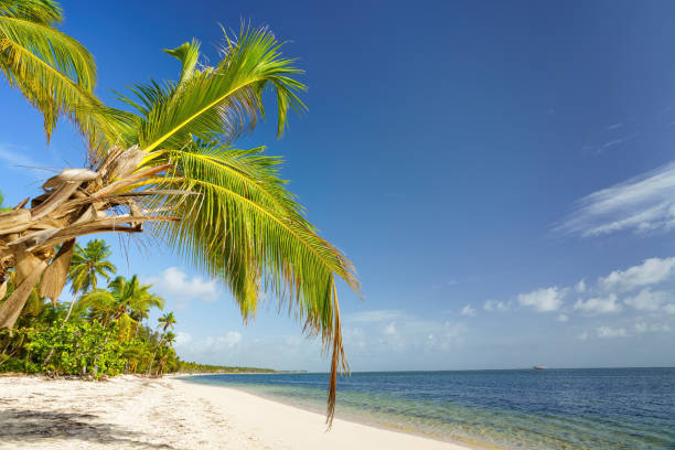 istock Sunny tropical beach in dominican republic 1308330994