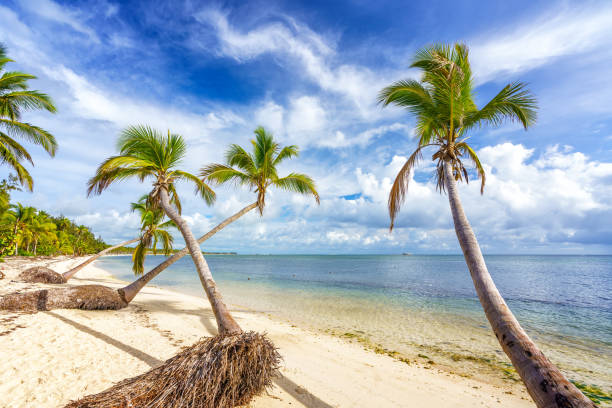 istock Sunny tropical beach in dominican republic 1308330995