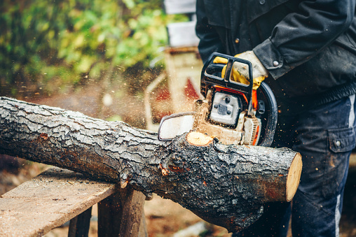 Chainsaw in action cutting wood. Man cutting wood with saw, dust and movements.