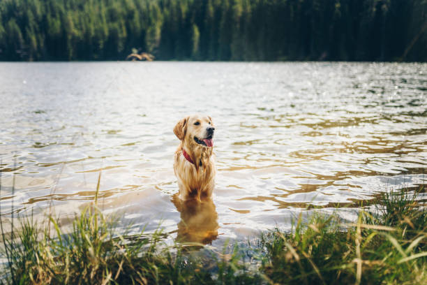 istock Happy dog in a lake. 1308333779