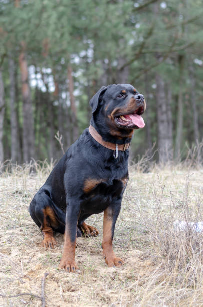 istock Front view of a sitting dog with an open mouth. 1308334615