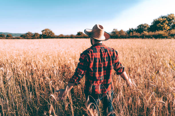 istock Farmer in a wheat field 1308336870