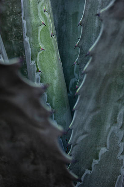 istock Gray green agave plant close up 1308336906