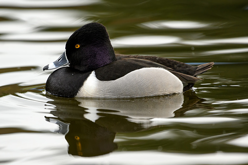 Ring-necked duck (Aythya collaris) male swimming with its reflection on a Canadian lake in British Columbia
