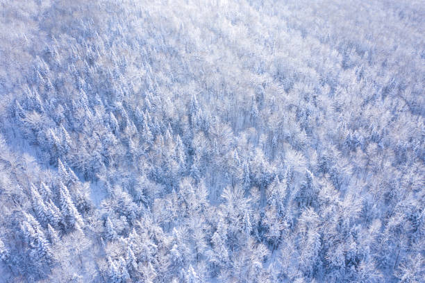 vue aérienne de la forêt naturelle boréale en hiver après tempête de neige, québec, canada - forest aerial view taiga treetop photos et images de collection