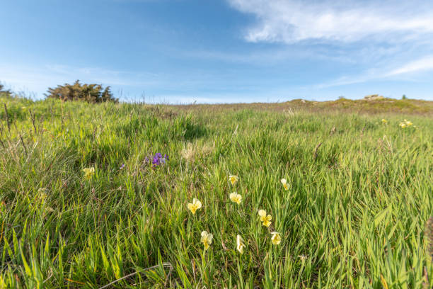 istock Wild pansy in the mountains 1308342102