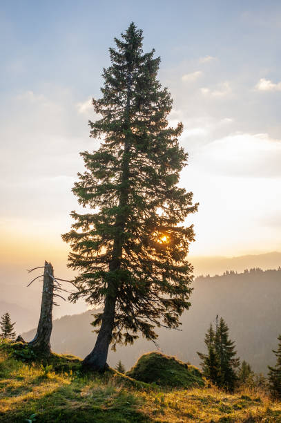 istock Silhouette of coniferous tree at sunset. 1308342152