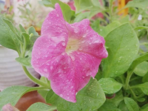 istock Beautiful flower after rainy day 1308343483