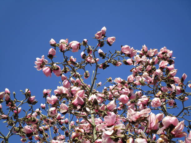 istock Bright Pink Saucer Magnolia Blooming Tree 2020 1308344068