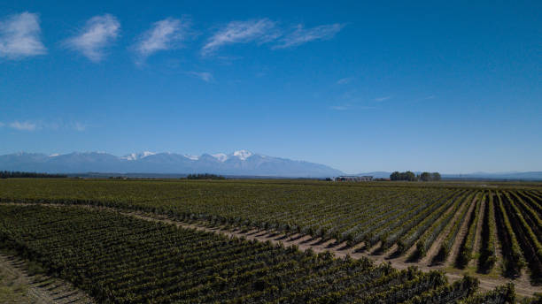 istock Vineyards in Mendoza, Argentina 1308345311