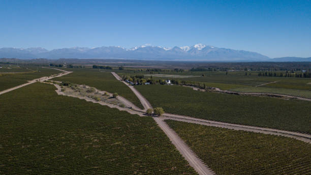 istock Vineyards in Mendoza, Argentina 1308345349
