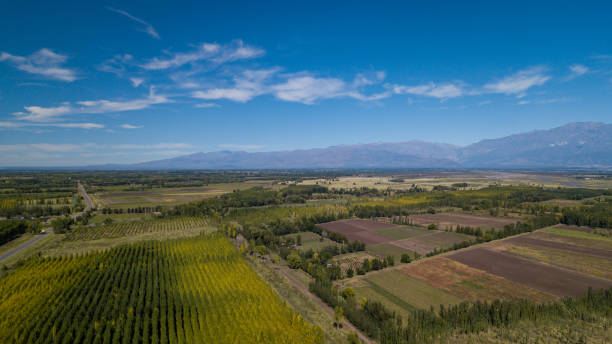 istock Vineyards in Mendoza, Argentina 1308345364