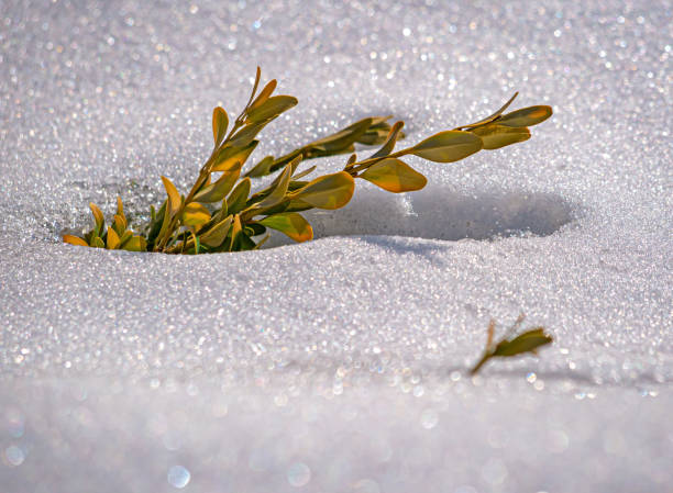 istock A boxwood branch breaks through the snow 1308347015
