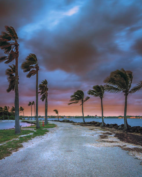 Tropical Storm type winds and rain approach the Miami Coastline during the Summer at Matheson Hammock Park Views of a sunrise at Matheson Hammock Park during a summer rain and windstorm along the Miami coastline.  Tropical native palm trees line the dirt path separating the Atlantic Ocean and the lagoon. tropical storm photos stock pictures, royalty-free photos & images
