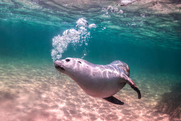istock Australian Sea Lion 1308348096