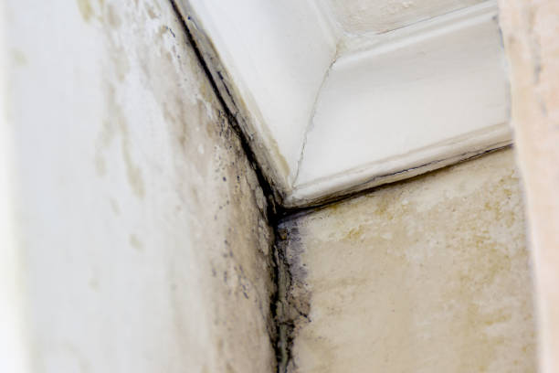 istock Black mold, Aspergillus niger, that occurs in damp, unventilated rooms 1308348150