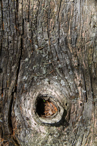 istock Old wood texture, natural backgrounds 1308348873