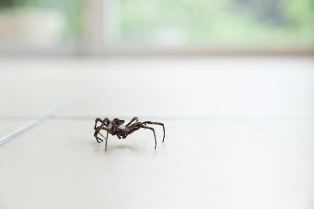 a spider on the floor a spider on the floor spider stock pictures, royalty-free photos & images
