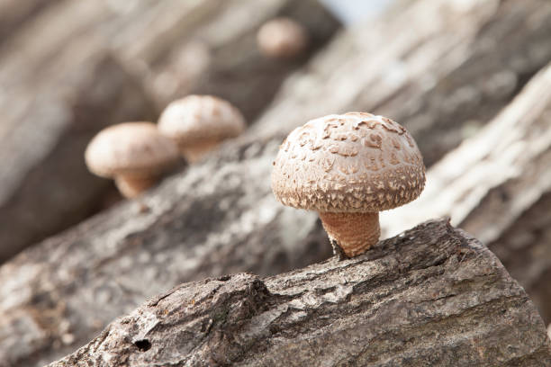 Cultivation of Shiitake mushroom Cultivation of Shiitake mushroom shiitake mushroom photos stock pictures, royalty-free photos & images