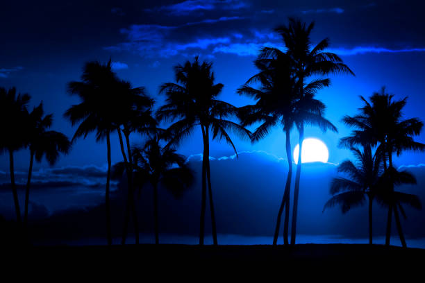 istock Tropical Palm Trees silhouette silhouetted by full moon midnight night time darkness 1308350582