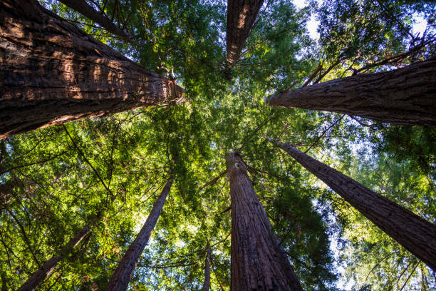 istock Very Tall Redwood Trees In Forest 1308350875