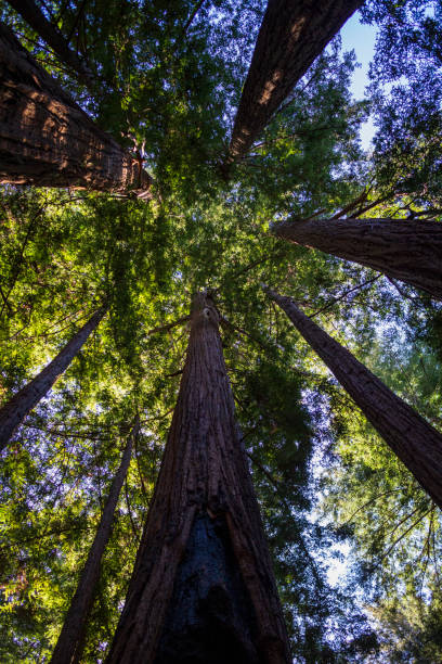 istock Very Tall Redwood Trees In Forest 1308350880