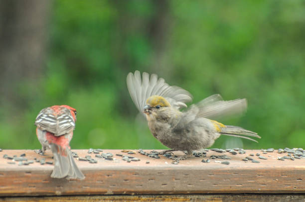 istock Pine Grosbeak Courting on a Porch 1308351633