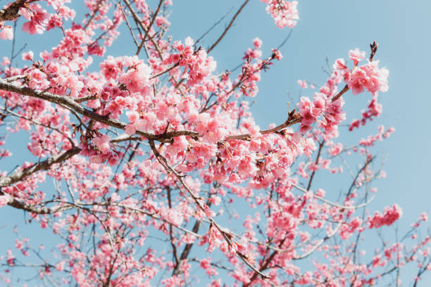 istock Pink Cherry Blossom in Springtime, Sakura Flowers Blossoming With Branches Against Blue Sky Background. Abstract Nature Backgrounds of Beautiful Sakura Flower Blossoming in Spring Season. 1308352427