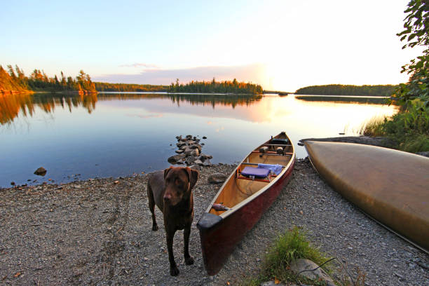 canoas y perro en el área de canoa de aguas fronterizas - canoeing canoe minnesota lake fotografías e imágenes de stock