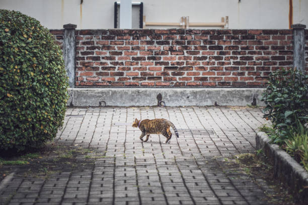istock Cat walking along empty road in afternoon, outdoor evening 1308354812