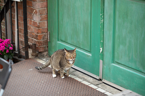 Cat sitting and waiting in front of a door and wanted to enter, outdoor, daytime